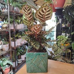 Calathea Peacock Prayer Plant 