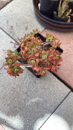 Succulent Plants 6” Pot 