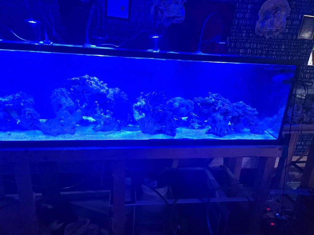 260 Gallon With Kessils And Yellow Tang Yellow Eyed Kole Tang