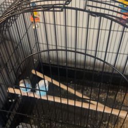 pareek birds !