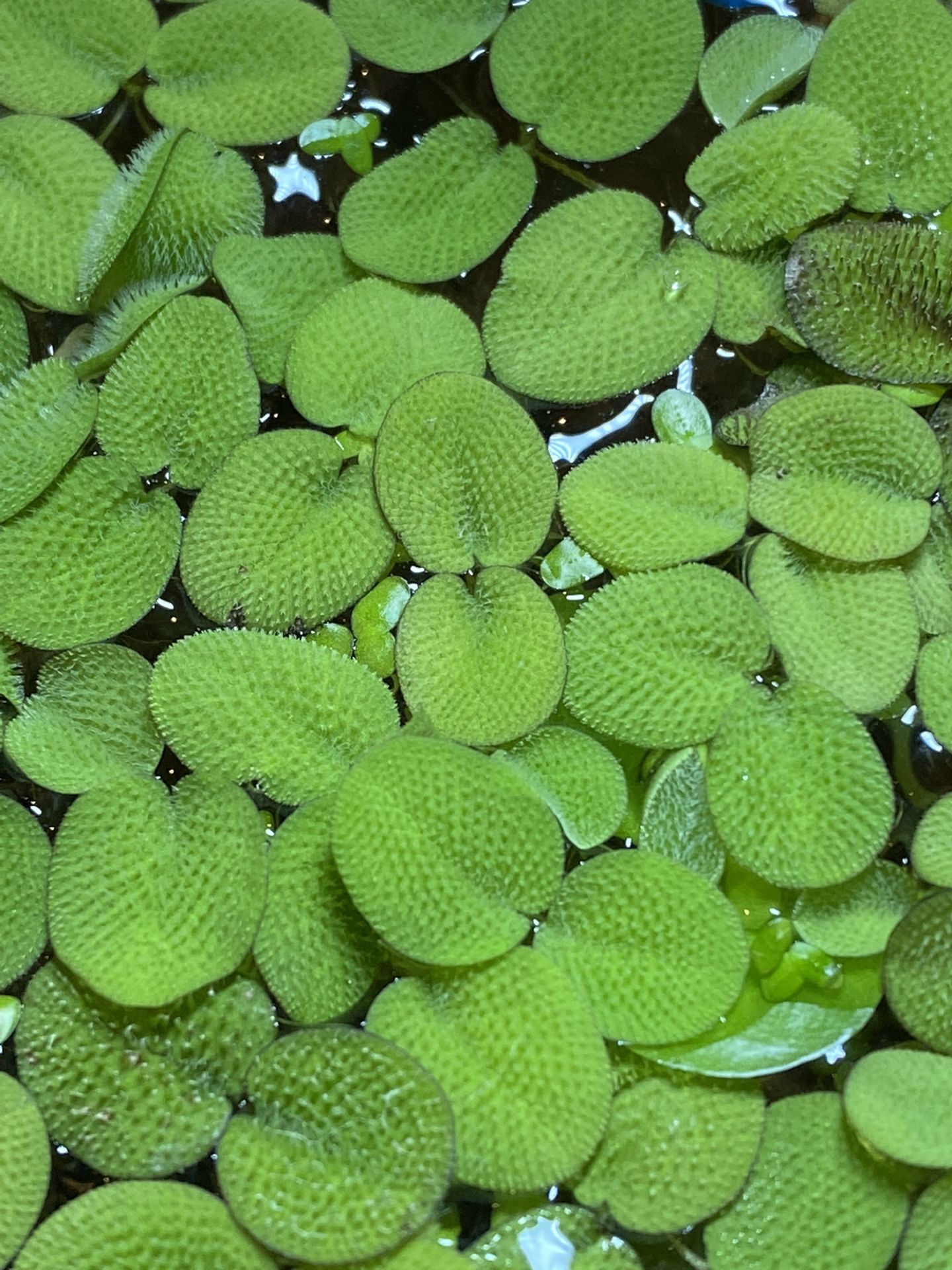 Floating Water Spangles - Aquarium Plant