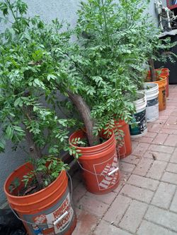 Ciruelos  or  jocotes