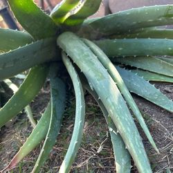 Aloe Vera Freshly Cut 