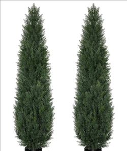 *** BRAND NEW- 5 FT TOPIARY TREES ***