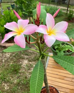 Blooming Plumeria Tree