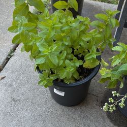 Yerbabuena Plant 