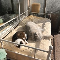 Twin Bed And Mattress+ Cover