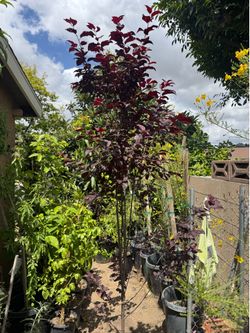 Burgundy plum
