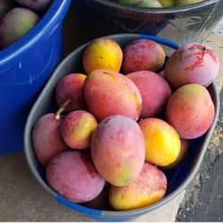 Large mangoes for sale