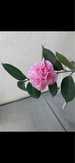 PINK CAMELLIA TREE SIX FEET TALL