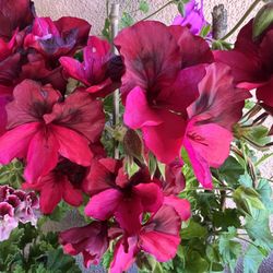 Geranium 