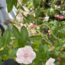 Periwinkle (Catharanthus roseus) plant well rooted 12” tall in 4” pot  