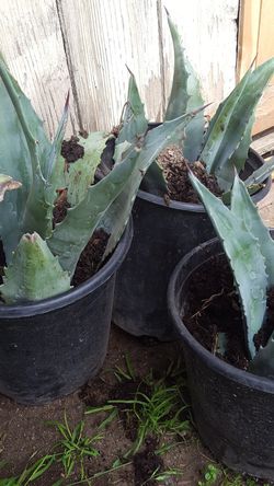 agave 5 dolares cada uno