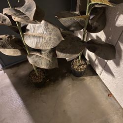 Plants