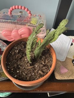 cactus And Banana Trees
