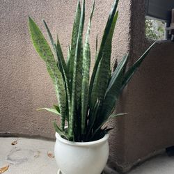 Snake Plant With Pot