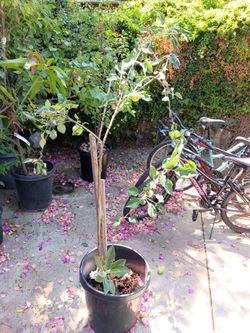 Granny smith apple tree