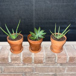 3 Pots With Cactus 