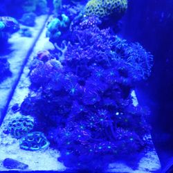 Fake Aquarium Decoration 