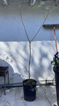 Árbol de te machaca