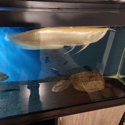 Big Arowana Fish Tank/ Aquarium  20 Plus