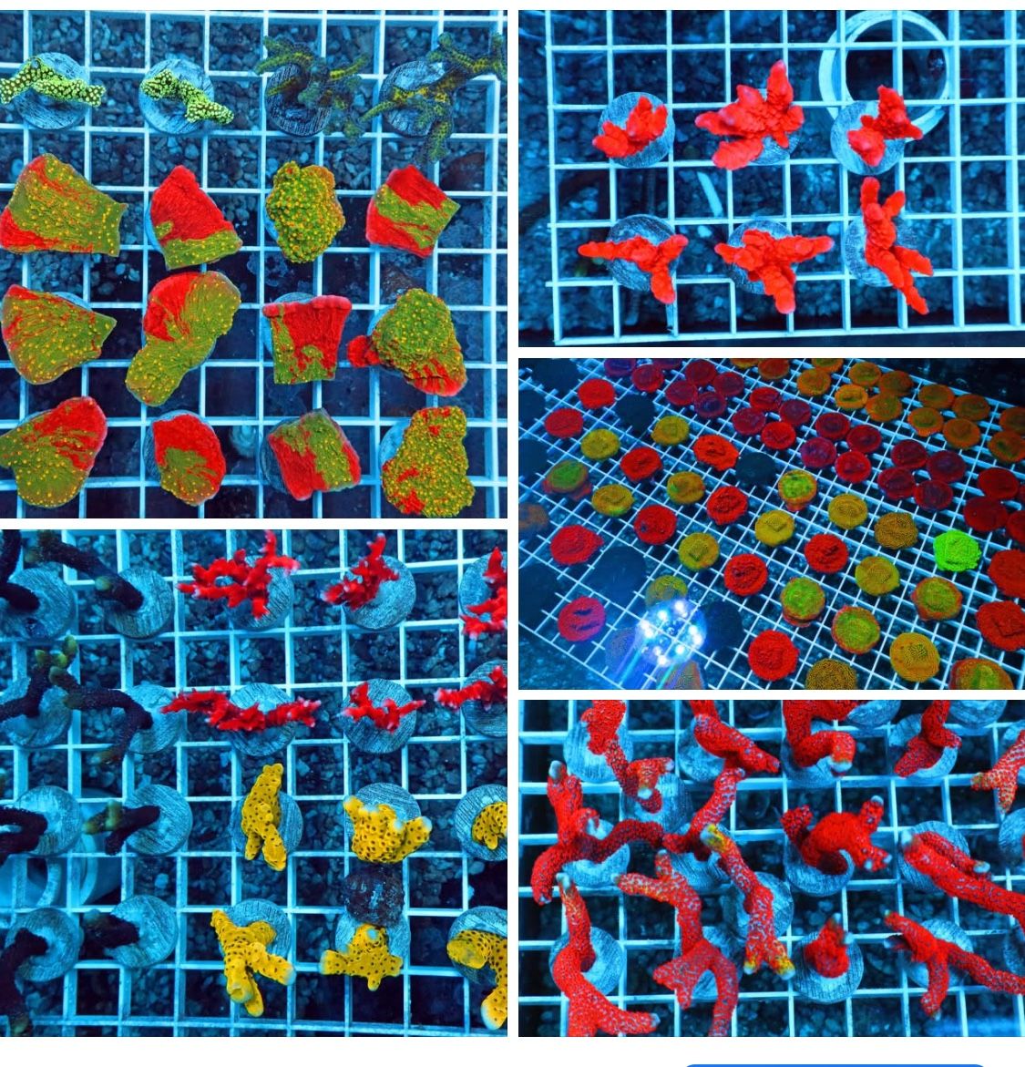 Frags Aquarium fake decorations