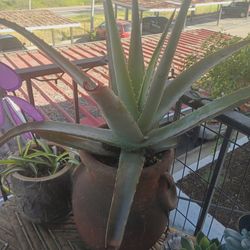 Aloe Plant 