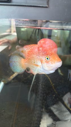 40 gallons tank flowerhorn