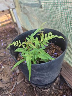 Peruvian Schinus Molle peppercorn tree.