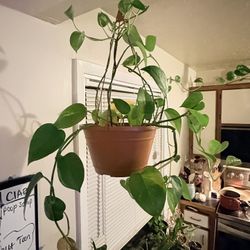 Golden Pothos In Hanging Basket