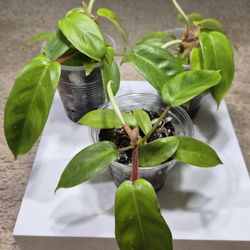 Philodendron Squamiferum