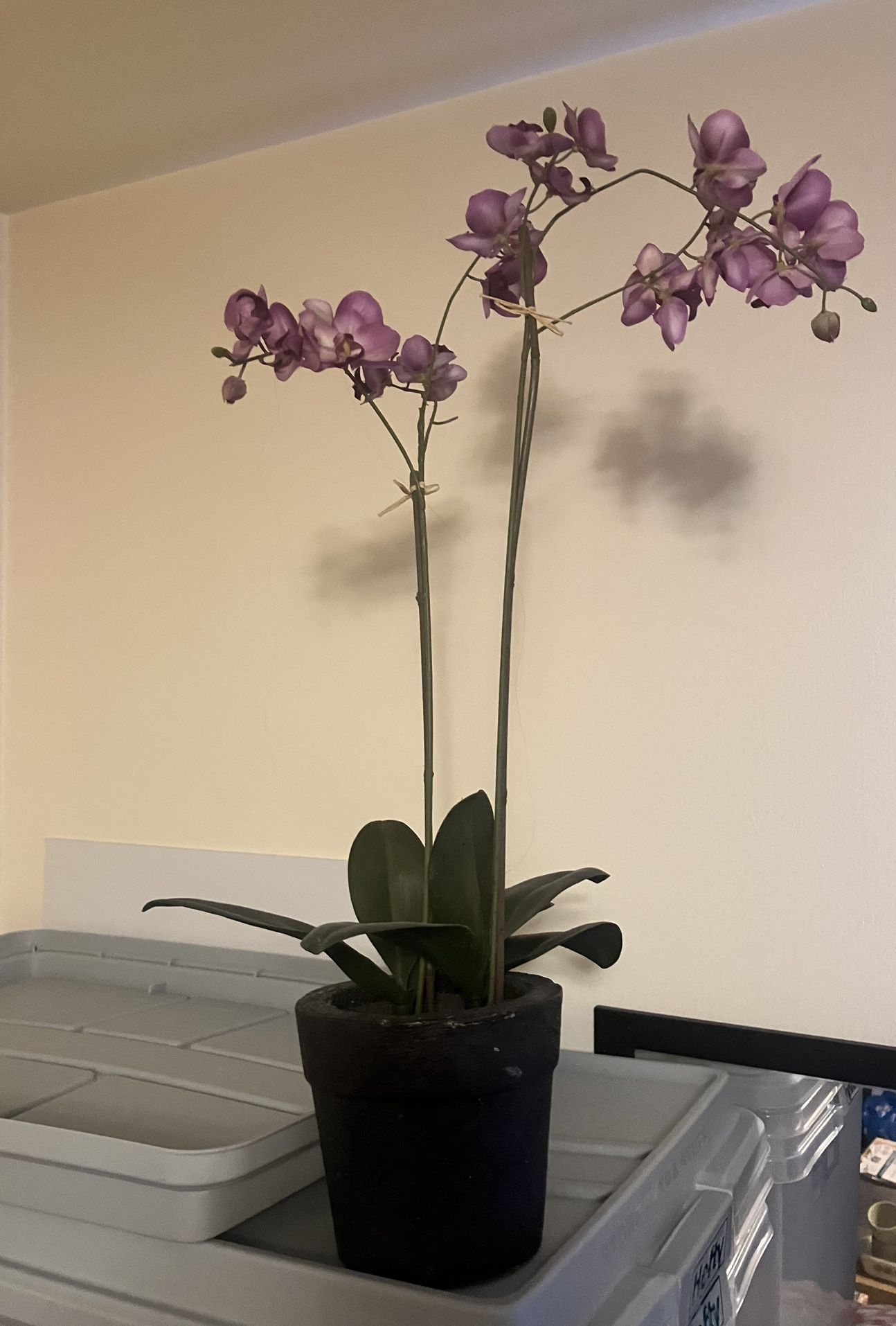 Fake Orchid Plant