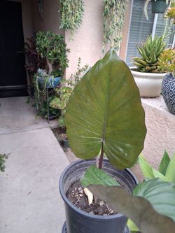 Alocasia METAL HEAD Plant $30