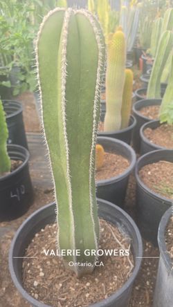 Mexican Post Cactus