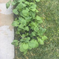 Collard Green Planter