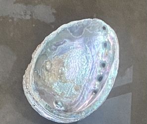 Large  North Coast Abalone Shell 