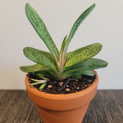Gasteria Little Warty Plant With Babies 