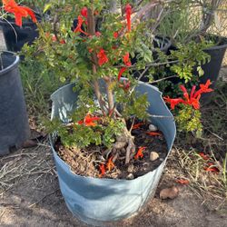 Orange Honeysuckle
