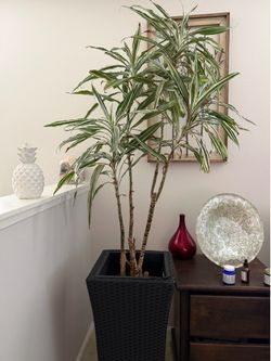 Indoor plants