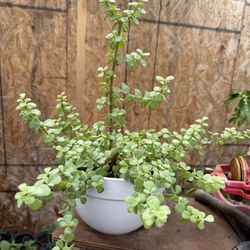 Succulent Plant in Ceramic Pot $25 Price Firm