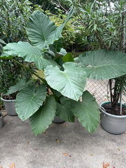 Large Alocasia Elephant Ear Plant