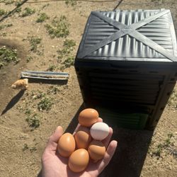 Free Range Fresh Eggs $1 Each. 📍Nuevo Ca.