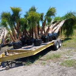 Trailer Load Of Palms