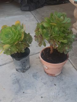 Large Succulents 