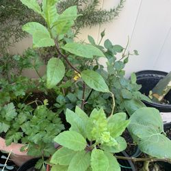 Planta De Insulina/Fiery costus 