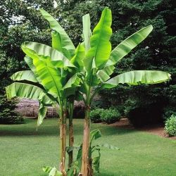 Banana Tree Starts