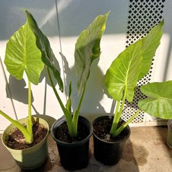 Elephant Ear Plant 🪴 