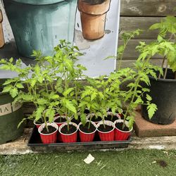 Organic mix Tomato plants