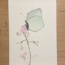 Tranquility And A Butterfly 