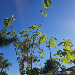Mulberry Ever Bearing Tree Fruiting Huge